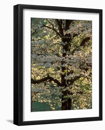 Dogwood Tree Filled with Blooms in Springtime-Gayle Harper-Framed Photographic Print