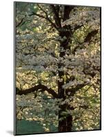 Dogwood Tree Filled with Blooms in Springtime-Gayle Harper-Mounted Photographic Print