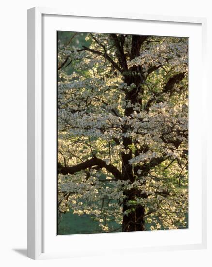 Dogwood Tree Filled with Blooms in Springtime-Gayle Harper-Framed Photographic Print