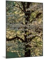 Dogwood Tree Filled with Blooms in Springtime-Gayle Harper-Mounted Photographic Print