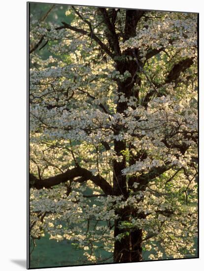 Dogwood Tree Filled with Blooms in Springtime-Gayle Harper-Mounted Photographic Print