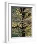 Dogwood Tree Filled with Blooms in Springtime-Gayle Harper-Framed Premium Photographic Print