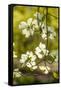 Dogwood Tree Flowers-Richard T. Nowitz-Framed Stretched Canvas