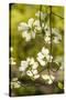 Dogwood Tree Flowers-Richard T. Nowitz-Stretched Canvas