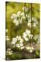 Dogwood Tree Flowers-Richard T. Nowitz-Stretched Canvas