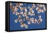 Dogwood Tree Flowers-Richard T. Nowitz-Framed Stretched Canvas