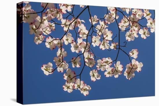 Dogwood Tree Flowers-Richard T. Nowitz-Stretched Canvas