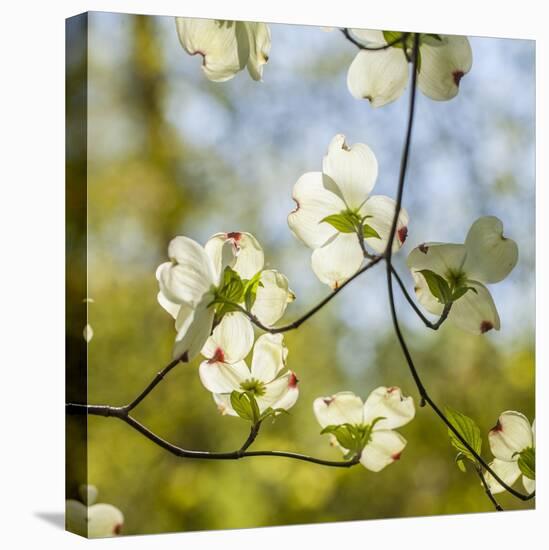 Dogwood Tree Flowers-Richard T. Nowitz-Stretched Canvas