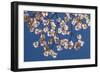 Dogwood Tree Flowers-Richard T. Nowitz-Framed Photographic Print