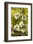 Dogwood Tree Flowers-Richard T. Nowitz-Framed Photographic Print