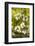 Dogwood Tree Flowers-Richard T. Nowitz-Framed Photographic Print