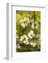 Dogwood Tree Flowers-Richard T. Nowitz-Framed Photographic Print