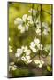 Dogwood Tree Flowers-Richard T. Nowitz-Mounted Photographic Print