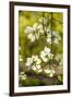 Dogwood Tree Flowers-Richard T. Nowitz-Framed Photographic Print