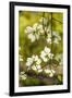 Dogwood Tree Flowers-Richard T. Nowitz-Framed Photographic Print