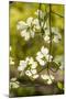 Dogwood Tree Flowers-Richard T. Nowitz-Mounted Photographic Print