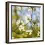 Dogwood Tree Flowers-Richard T. Nowitz-Framed Photographic Print