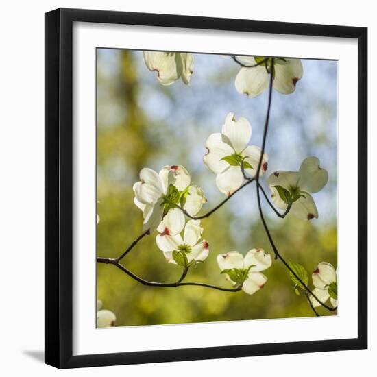 Dogwood Tree Flowers-Richard T. Nowitz-Framed Photographic Print