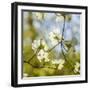 Dogwood Tree Flowers-Richard T. Nowitz-Framed Photographic Print