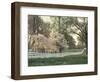 Dogwood Trees at Sunset Along Fence on Horse Farm, Lexington, Kentucky, USA-Adam Jones-Framed Photographic Print