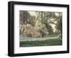 Dogwood Trees at Sunset Along Fence on Horse Farm, Lexington, Kentucky, USA-Adam Jones-Framed Photographic Print