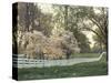 Dogwood Trees at Sunset Along Fence on Horse Farm, Lexington, Kentucky, USA-Adam Jones-Stretched Canvas