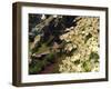 Dogwood Trees Bloom at the Vietnam Memorial in Washington Park, Portland, Oregon, USA-Janis Miglavs-Framed Photographic Print