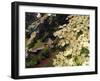 Dogwood Trees Bloom at the Vietnam Memorial in Washington Park, Portland, Oregon, USA-Janis Miglavs-Framed Photographic Print