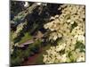 Dogwood Trees Bloom at the Vietnam Memorial in Washington Park, Portland, Oregon, USA-Janis Miglavs-Mounted Photographic Print