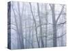 Dogwood Trees in Great Smoky Mountains National Park-Owaki - Kulla-Stretched Canvas