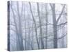 Dogwood Trees in Great Smoky Mountains National Park-Owaki - Kulla-Stretched Canvas