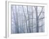 Dogwood Trees in Great Smoky Mountains National Park-Owaki - Kulla-Framed Photographic Print