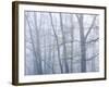 Dogwood Trees in Great Smoky Mountains National Park-Owaki - Kulla-Framed Photographic Print