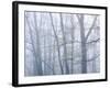 Dogwood Trees in Great Smoky Mountains National Park-Owaki - Kulla-Framed Photographic Print