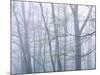 Dogwood Trees in Great Smoky Mountains National Park-Owaki - Kulla-Mounted Photographic Print