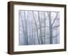 Dogwood Trees in Great Smoky Mountains National Park-Owaki - Kulla-Framed Photographic Print