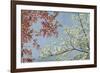 Dogwood-Donna Geissler-Framed Giclee Print