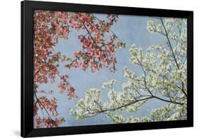 Dogwood-Donna Geissler-Framed Giclee Print