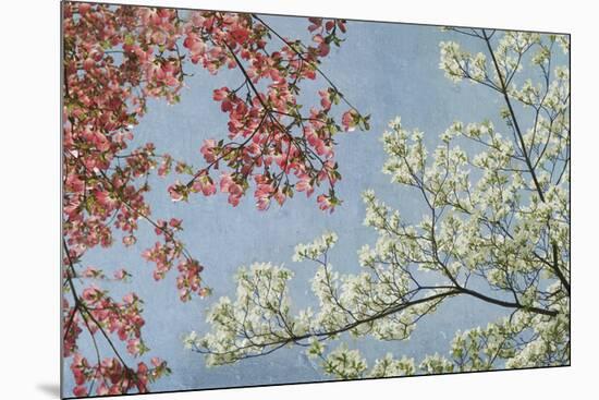 Dogwood-Donna Geissler-Mounted Giclee Print