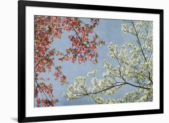 Dogwood-Donna Geissler-Framed Giclee Print