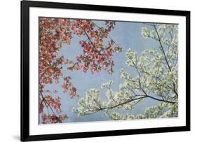 Dogwood-Donna Geissler-Framed Giclee Print