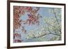 Dogwood-Donna Geissler-Framed Giclee Print