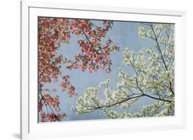 Dogwood-Donna Geissler-Framed Giclee Print