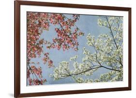 Dogwood-Donna Geissler-Framed Giclee Print