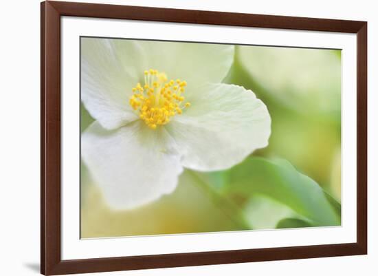 Dogwood-Karin Connolly-Framed Art Print