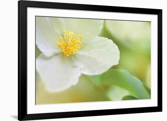 Dogwood-Karin Connolly-Framed Art Print