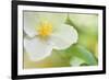 Dogwood-Karin Connolly-Framed Art Print