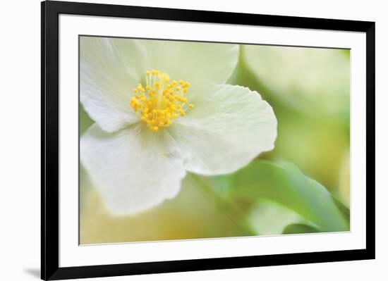 Dogwood-Karin Connolly-Framed Art Print