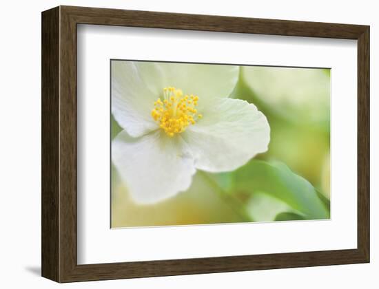 Dogwood-Karin Connolly-Framed Art Print