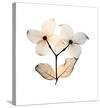 Dogwood-Steven N^ Meyers-Stretched Canvas